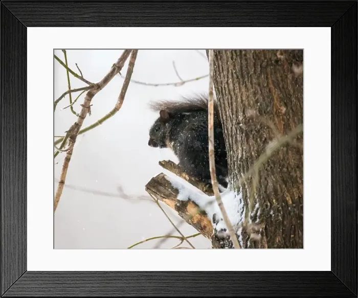 Framed Print : Cute black squirrel sitting on the broken branch of a tree on a snowy spring day in a backyard in Taylors Falls Framed Print : Cute black squirrel sitting on the broken branch of a tree on a snowy spring day in a backyard in Taylors Falls