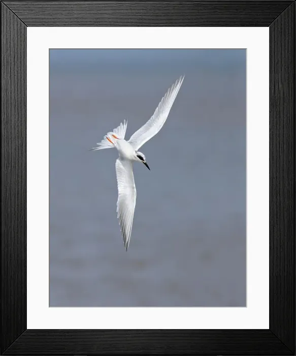 Framed Print : Forster's tern (Sterna forsteri) diving into the ocean, Galveston, Texas, USA Framed Print : Forster's tern (Sterna forsteri) diving into the ocean, Galveston, Texas, USA