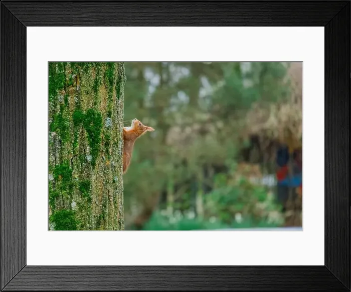 Framed Print : cute young squirrel portrait on tree at park Framed Print : cute young squirrel portrait on tree at park