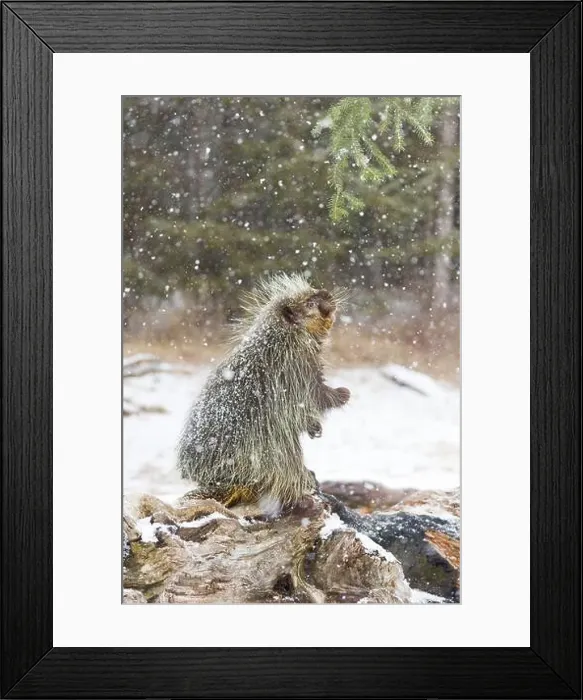 Framed Print : North American porcupine Erethizon dorsatum Framed Print : North American porcupine Erethizon dorsatum