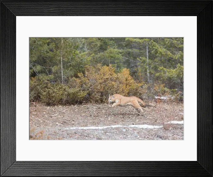 Framed Print : Puma Felis concolor, juvenile running, Montana, USA, March Framed Print : Puma Felis concolor, juvenile running, Montana, USA, March