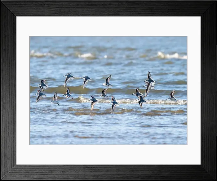 Framed Print : Flock of Sanderlings Flying Over Ocean, Galveston, Texas Framed Print : Flock of Sanderlings Flying Over Ocean, Galveston, Texas