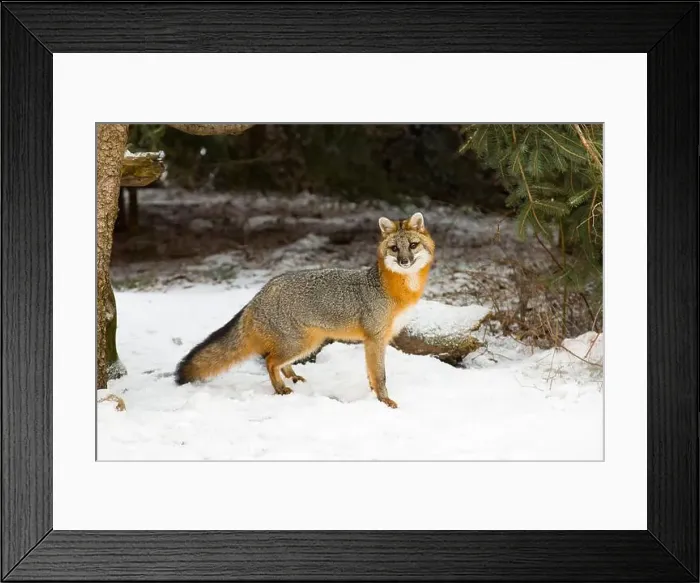 Framed Print : Grey fox Urocyon cinereoargenteus, adult standing on snow, Montana, USA, March Framed Print : Grey fox Urocyon cinereoargenteus, adult standing on snow, Montana, USA, March