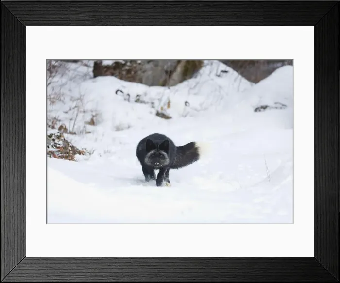 Framed Print : Silver fox Vulpes vulpes, adult running on snow, Montana, USA, March Framed Print : Silver fox Vulpes vulpes, adult running on snow, Montana, USA, March