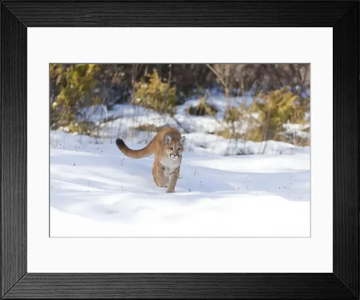 Framed Print : Puma Felis concolor, juvenile walking on snow, Montana, USA, March Framed Print : Puma Felis concolor, juvenile walking on snow, Montana, USA, March