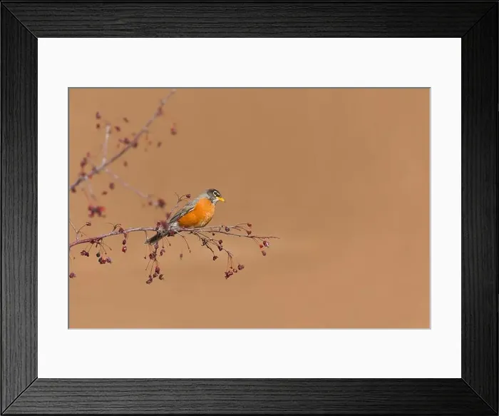 Framed Print : American robin Turdus migratorius, adult perched on branch, Montana, USA, March Framed Print : American robin Turdus migratorius, adult perched on branch, Montana, USA, March