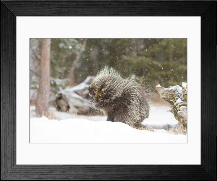 Framed Print : North American porcupine Erethizon dorsatum, adult male shaking snow from body, Montana, USA, March Framed Print : North American porcupine Erethizon dorsatum, adult male shaking snow from body, Montana, USA, March