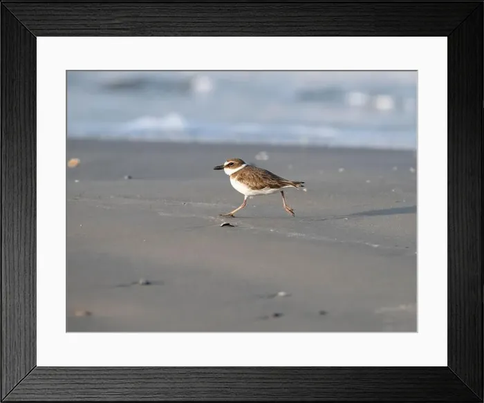 Framed Print : Wilson's plover running through the sand beach, Galveston, Texas Framed Print : Wilson's plover running through the sand beach, Galveston, Texas