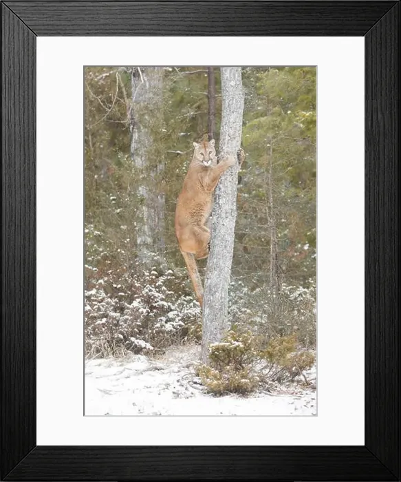 Framed Print : Puma Felis concolor, adult climbing tree, Montana, USA, March Framed Print : Puma Felis concolor, adult climbing tree, Montana, USA, March