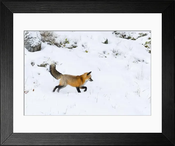 Framed Print : Red fox Vulpes vulpes, adult walking on snow, Montana, USA, March Framed Print : Red fox Vulpes vulpes, adult walking on snow, Montana, USA, March