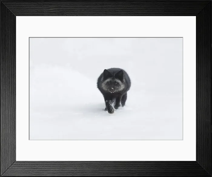 Framed Print : Silver fox Vulpes vulpes, adult running on snow, Montana, USA, March Framed Print : Silver fox Vulpes vulpes, adult running on snow, Montana, USA, March