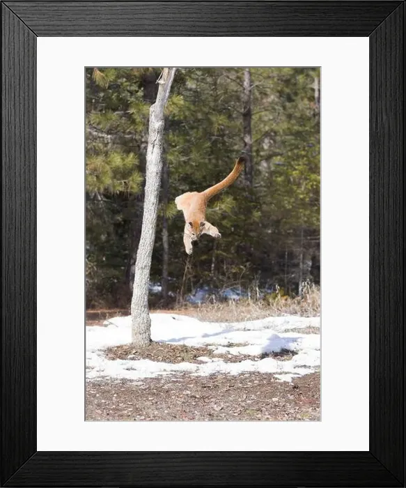 Framed Print : Puma Felis concolor, juvenile jumping from tree, Montana, USA, March Framed Print : Puma Felis concolor, juvenile jumping from tree, Montana, USA, March