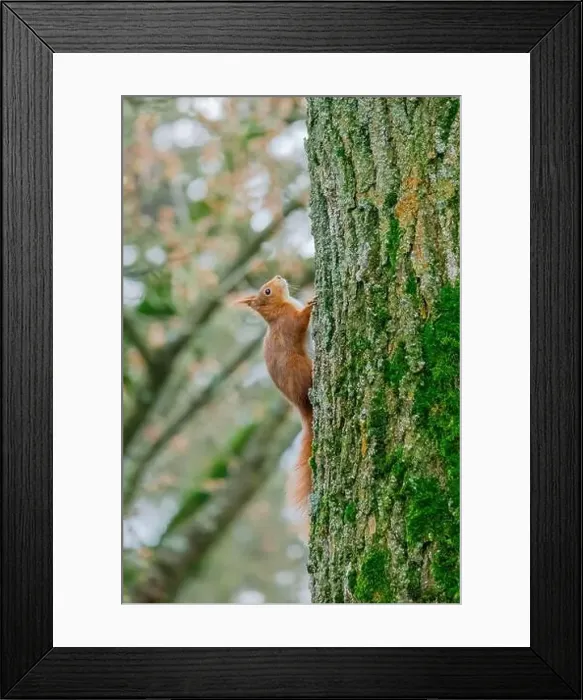 Framed Print : cute young squirrel portrait on tree at park Framed Print : cute young squirrel portrait on tree at park