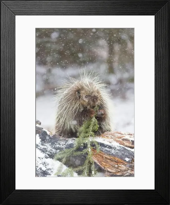 Framed Print : North American porcupine Erethizon dorsatum, adult male feeding on pine during snowfall, Montana, USA, March Framed Print : North American porcupine Erethizon dorsatum, adult male feeding on pine during snowfall, Montana, USA, March