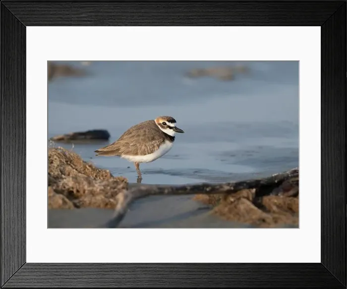 Framed Print : Wilson's plover on the sand beach, Galveston, Texas Framed Print : Wilson's plover on the sand beach, Galveston, Texas