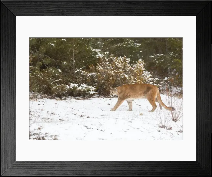 Framed Print : Puma Felis concolor, adult walking on snow at forest edge, Montana, USA, March Framed Print : Puma Felis concolor, adult walking on snow at forest edge, Montana, USA, March