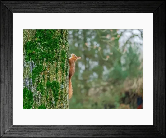 Framed Print : cute young squirrel portrait on tree at park Framed Print : cute young squirrel portrait on tree at park