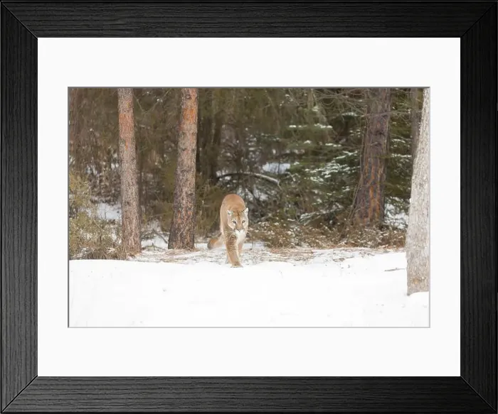 Framed Print : Puma Felis concolor, adult walking on snow at forest edge, Montana, USA, March Framed Print : Puma Felis concolor, adult walking on snow at forest edge, Montana, USA, March