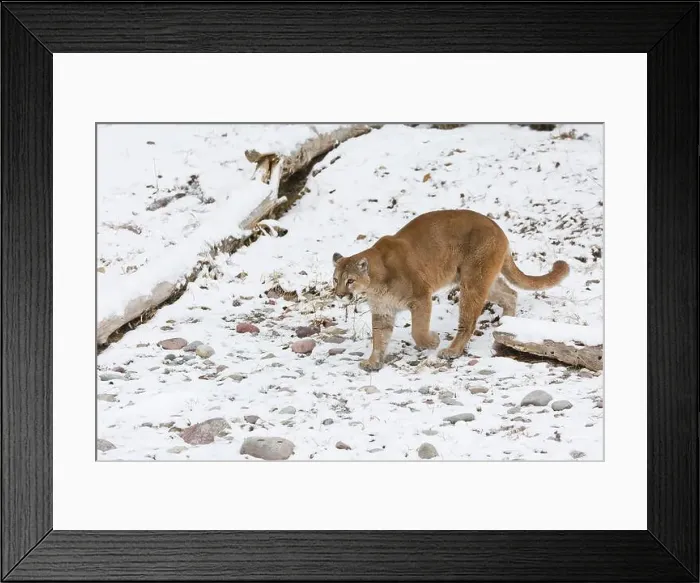 Framed Print : Puma Felis concolor, adult walking on snow, Montana, USA, March Framed Print : Puma Felis concolor, adult walking on snow, Montana, USA, March