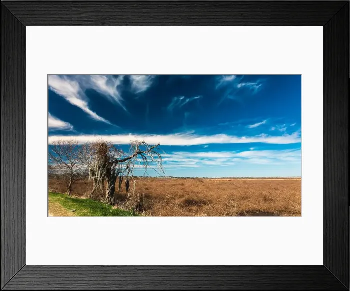 Framed Print : Brazos Bend State Park, Texas, in a beautiful sunny morning Framed Print : Brazos Bend State Park, Texas, in a beautiful sunny morning