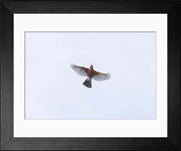 Framed Print : American robin Turdus migratorius, adult flying, Montana, USA, March Framed Print : American robin Turdus migratorius, adult flying, Montana, USA, March