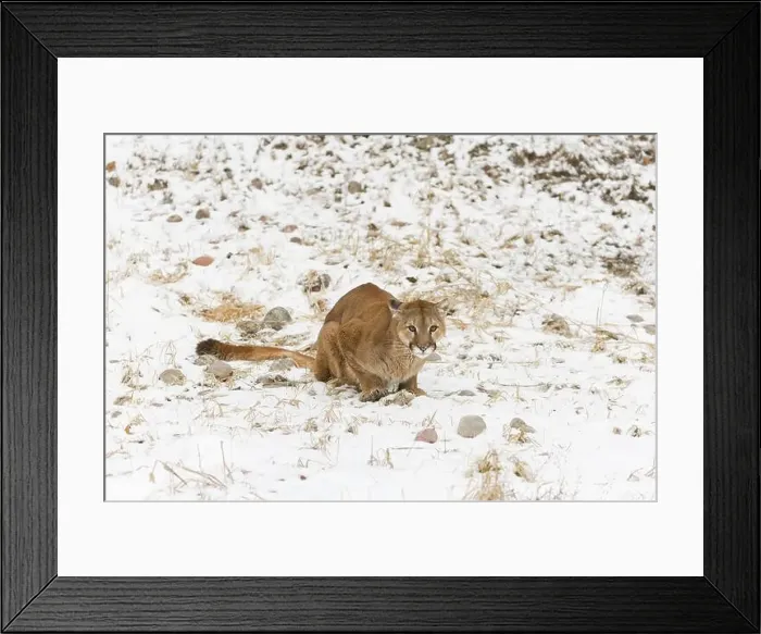 Framed Print : Puma Felis concolor, adult sitting on snow covered ground, Montana, USA, March Framed Print : Puma Felis concolor, adult sitting on snow covered ground, Montana, USA, March