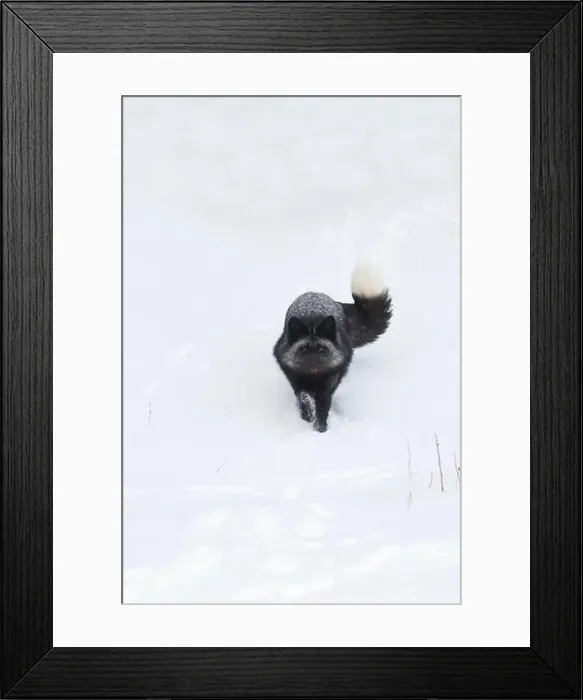 Framed Print : Silver fox Vulpes vulpes, adult running on snow, Montana, USA, March Framed Print : Silver fox Vulpes vulpes, adult running on snow, Montana, USA, March