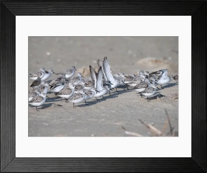 Framed Print : The small flock of sanderlings hiding from the stormy wing behind the grass pile on the sand beach Framed Print : The small flock of sanderlings hiding from the stormy wing behind the grass pile on the sand beach