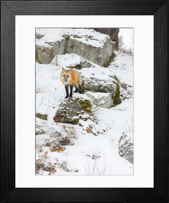 Framed Print : Red fox Vulpes vulpes, adult standing on rock in snow, Montana, USA, March Framed Print : Red fox Vulpes vulpes, adult standing on rock in snow, Montana, USA, March