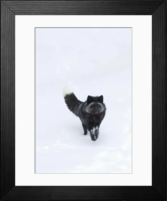 Framed Print : Silver fox Vulpes vulpes, adult running on snow, Montana, USA, March Framed Print : Silver fox Vulpes vulpes, adult running on snow, Montana, USA, March