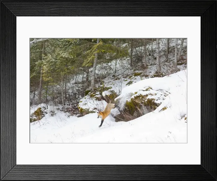 Framed Print : Red fox Vulpes vulpes, adult jumping from rock in snow, Montana, USA, March Framed Print : Red fox Vulpes vulpes, adult jumping from rock in snow, Montana, USA, March