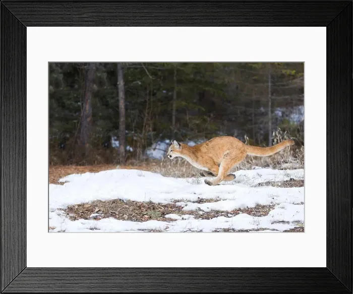 Framed Print : Puma Felis concolor, juvenile running on snow, Montana, USA, March Framed Print : Puma Felis concolor, juvenile running on snow, Montana, USA, March