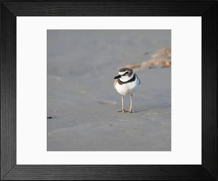 Framed Print : Wilson's plover on the sand beach, Galveston, Texas Framed Print : Wilson's plover on the sand beach, Galveston, Texas