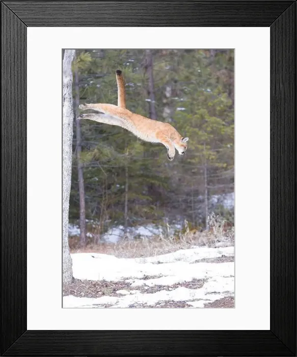 Framed Print : Puma Felis concolor, juvenile jumping from tree, Montana, USA, March Framed Print : Puma Felis concolor, juvenile jumping from tree, Montana, USA, March