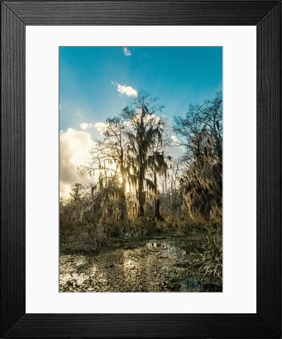 Framed Print : Swamp tour on a boat near Lafayette, Luisiana Framed Print : Swamp tour on a boat near Lafayette, Luisiana