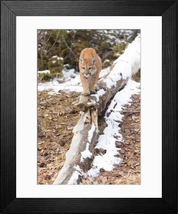 Framed Print : Puma Felis concolor, juvenile walking on snow covered fallen tree, Montana, USA, March Framed Print : Puma Felis concolor, juvenile walking on snow covered fallen tree, Montana, USA, March