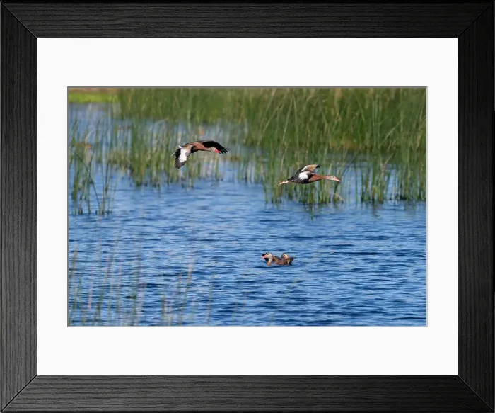 Framed Print : Two black-bellied whistling ducks flying over pond in Lafitte's Cove preserve, Texas, USA Framed Print : Two black-bellied whistling ducks flying over pond in Lafitte's Cove preserve, Texas, USA