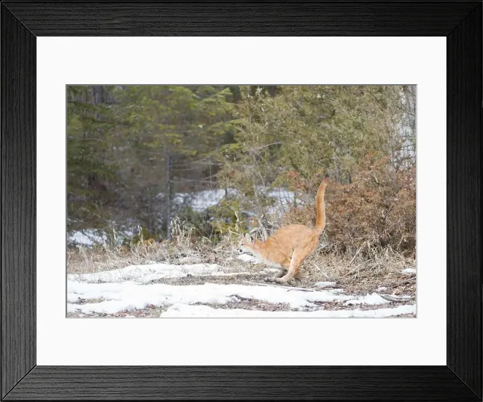 Framed Print : Puma Felis concolor, juvenile running, Montana, USA, March Framed Print : Puma Felis concolor, juvenile running, Montana, USA, March