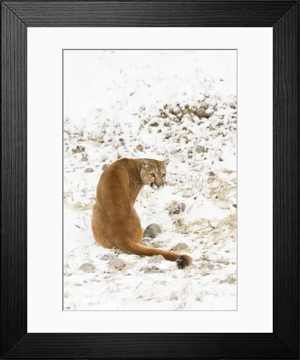 Framed Print : Puma Felis concolor, adult sitting on snow covered ground, Montana, USA, March Framed Print : Puma Felis concolor, adult sitting on snow covered ground, Montana, USA, March