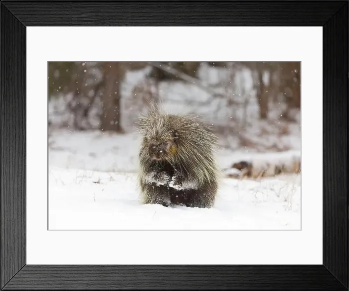 Framed Print : North American porcupine Erethizon dorsatum, adult male standing on snow, Montana, USA, March Framed Print : North American porcupine Erethizon dorsatum, adult male standing on snow, Montana, USA, March