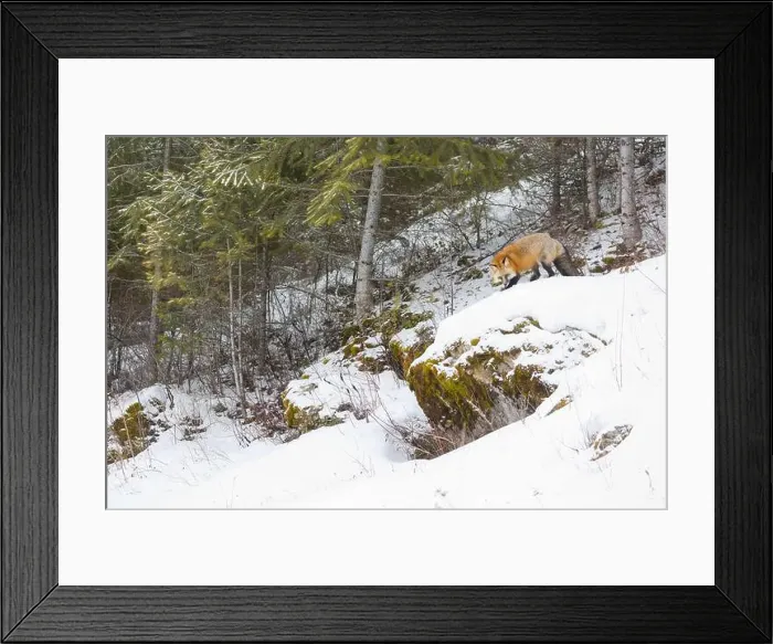 Framed Print : Red fox Vulpes vulpes, adult standing on rock in snow, Montana, USA, March Framed Print : Red fox Vulpes vulpes, adult standing on rock in snow, Montana, USA, March