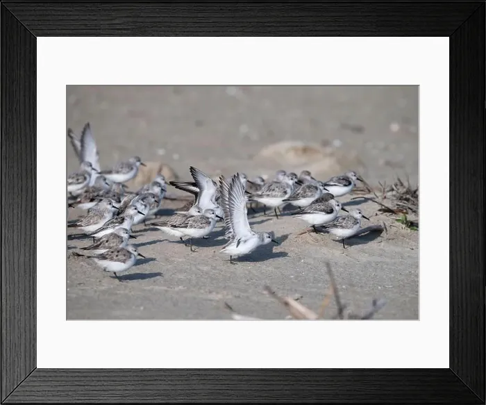 Framed Print : The small flock of sanderlings hiding from the stormy wing behind the grass pile on the sand beach Framed Print : The small flock of sanderlings hiding from the stormy wing behind the grass pile on the sand beach