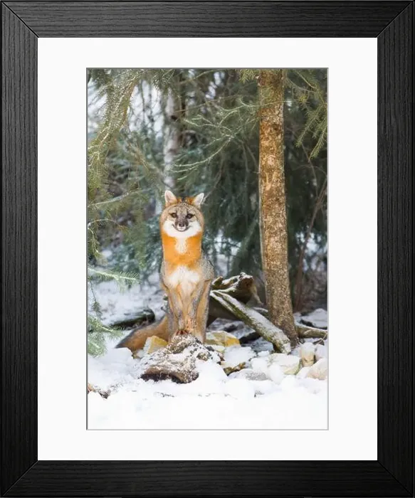 Framed Print : Grey fox Urocyon cinereoargenteus, adult standing on snow covered rocks at woodland edge, Montana, USA, March Framed Print : Grey fox Urocyon cinereoargenteus, adult standing on snow covered rocks at woodland edge, Montana, USA, March