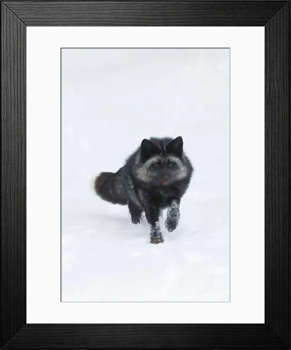 Framed Print : Silver fox Vulpes vulpes, adult running on snow, Montana, USA, March Framed Print : Silver fox Vulpes vulpes, adult running on snow, Montana, USA, March