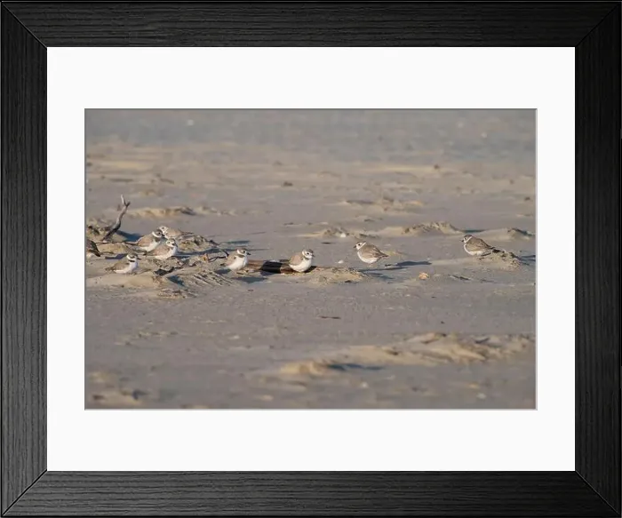 Framed Print : Mixed flock of piping plovers and Snowy plover hiding behind the dune on the beach, Galveston Island, USA Framed Print : Mixed flock of piping plovers and Snowy plover hiding behind the dune on the beach, Galveston Island, USA