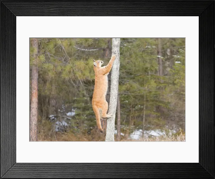 Framed Print : Puma Felis concolor, juvenile climbing tree, Montana, USA, March