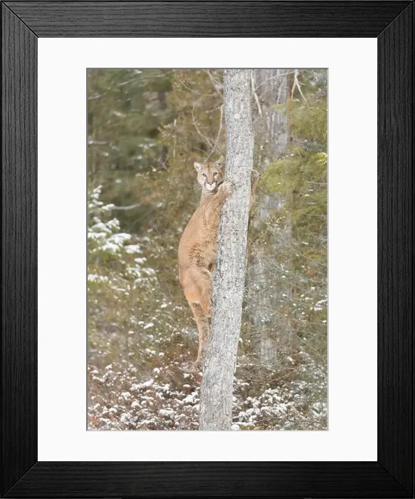 Framed Print : Puma Felis concolor, adult climbing tree, Montana, USA, March Framed Print : Puma Felis concolor, adult climbing tree, Montana, USA, March