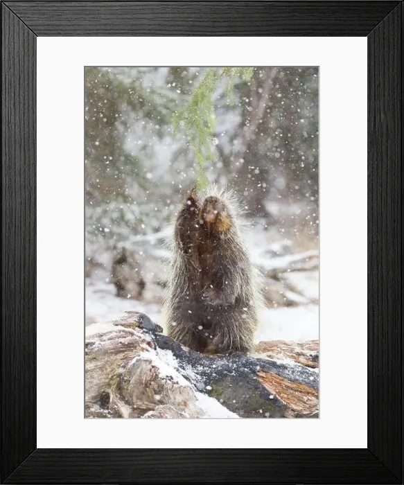 Framed Print : North American porcupine Erethizon dorsatum, adult male reaching for pine during snowfall, Montana, USA, March Framed Print : North American porcupine Erethizon dorsatum, adult male reaching for pine during snowfall, Montana, USA, March