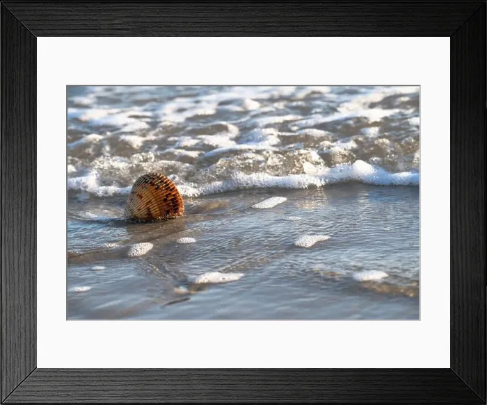 Framed Print : The Atlantic Giant Cockle, Dinocardium robustum, is one of the largest shallow-water bivalves Framed Print : The Atlantic Giant Cockle, Dinocardium robustum, is one of the largest shallow-water bivalves