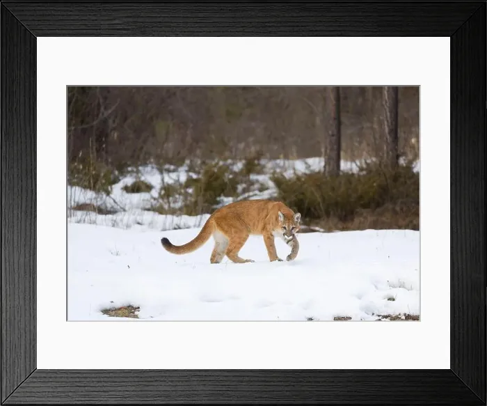 Framed Print : Puma Felis concolor, juvenile walking on snow, Montana, USA, March Framed Print : Puma Felis concolor, juvenile walking on snow, Montana, USA, March
